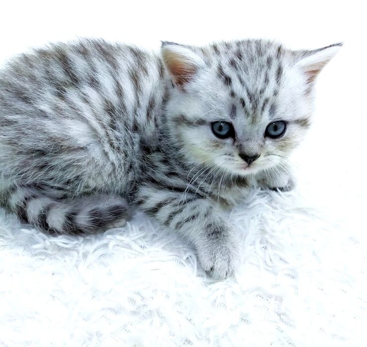 КоТяТа ШотЛандсКие
