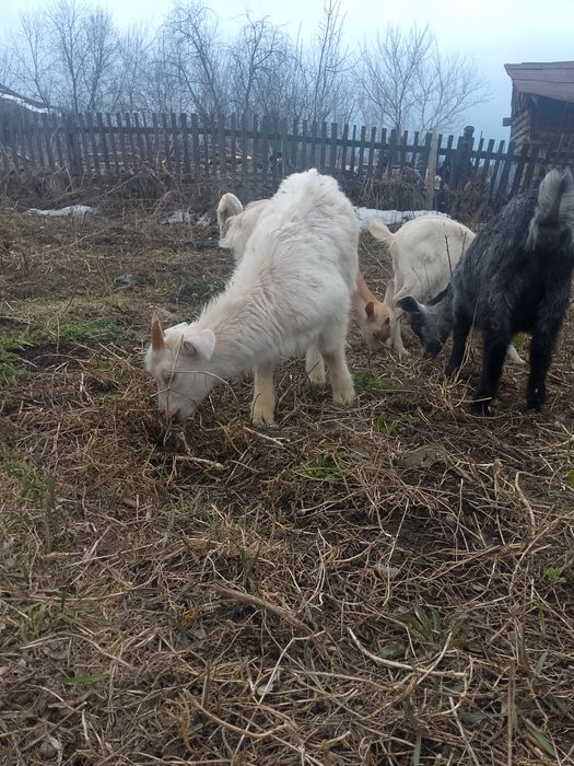 Козлики  молочной линии