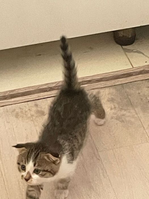 Кішкентай мысықққққ