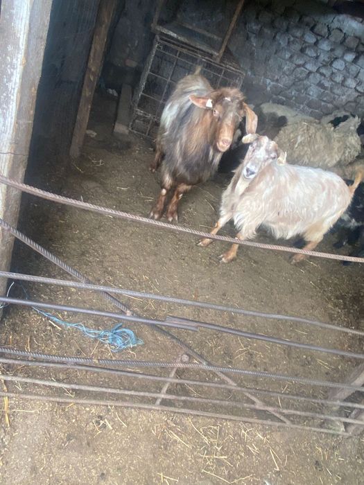 Vând capre cu iezi langa ele