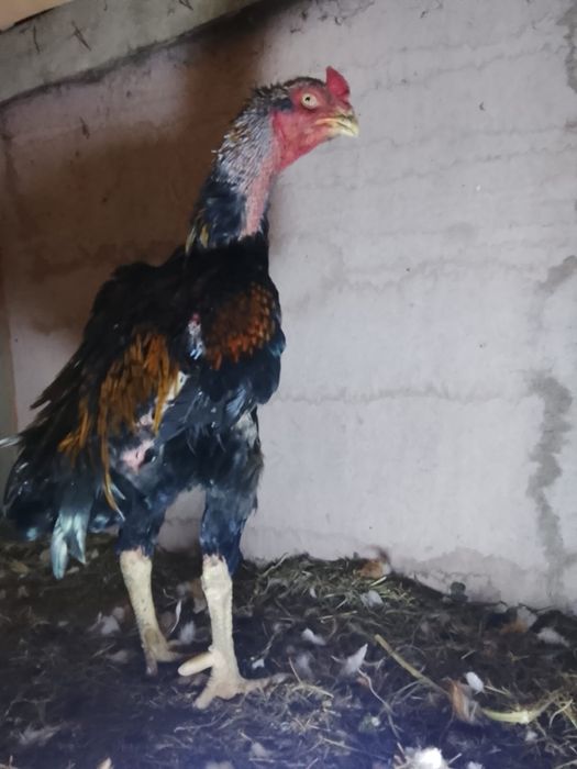 Жұмыртқа сатылады