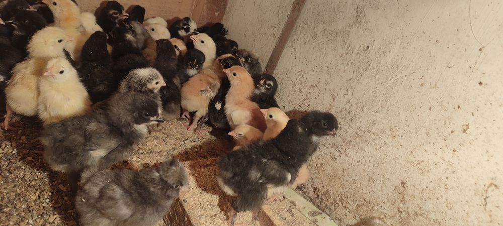 Продам циплят домашний
