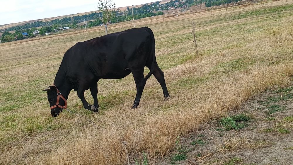 Vitica de vânzare