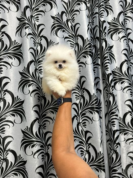 Pomeranian fetita