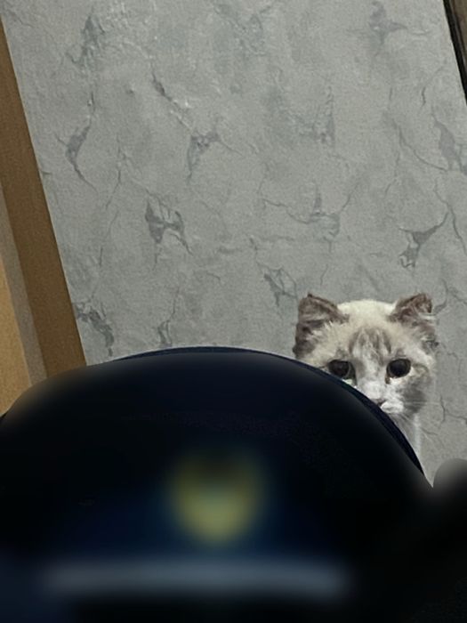 Отдам кота в хорошие руки!