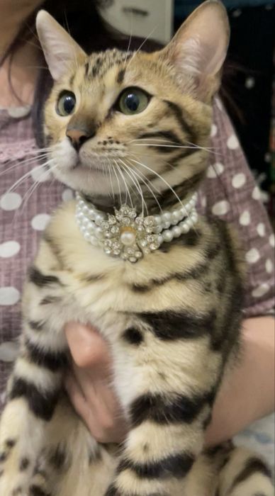 Бенгальский котенок