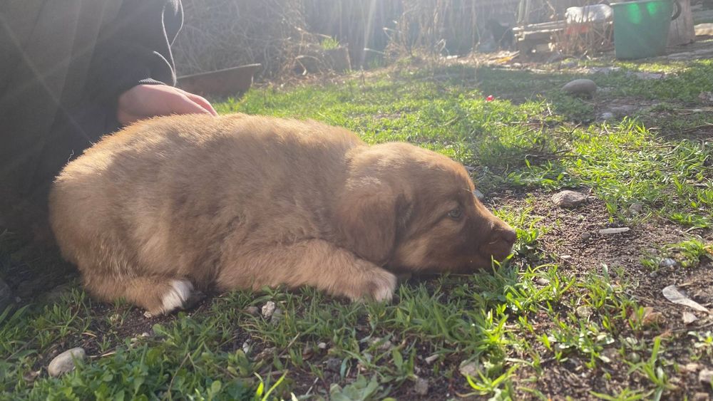 отдадим щенят в добрые руки