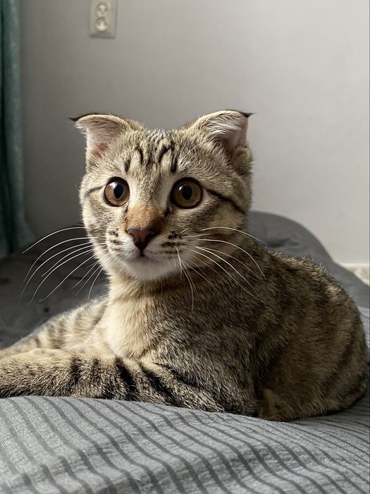 Котенок пародисттый