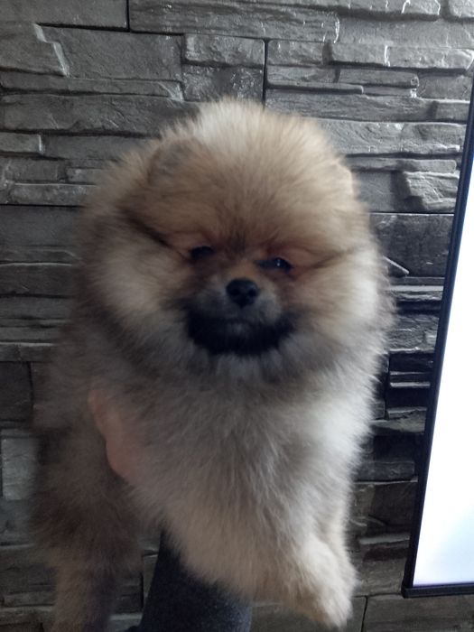 Померан померани