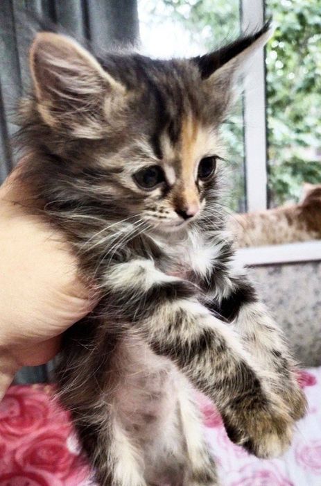 Hashamatli jinsiy aloqa sehrli jinsiy aloqa oynash kartalari