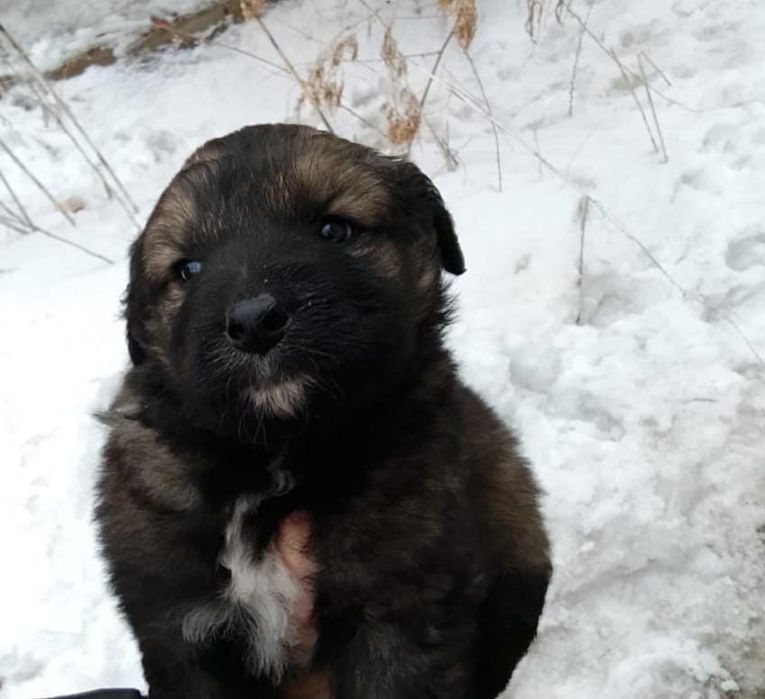 Пристраеваются щенята