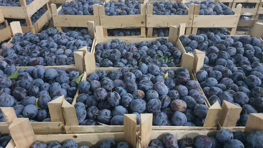 Prune de vanzare