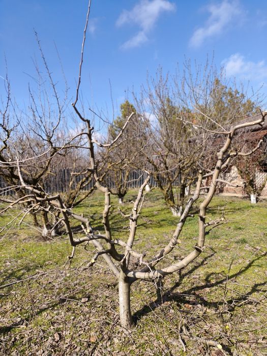 Taieri pomi fructiferi / viță de vie