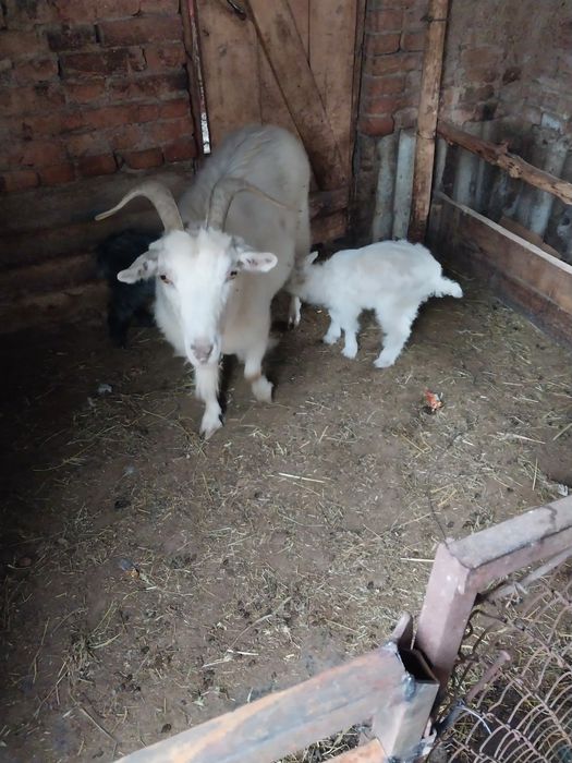 Прадам хорошую казу