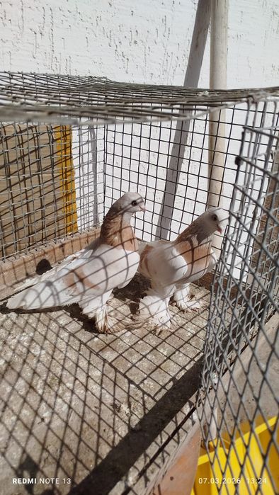 Голуби, по парам