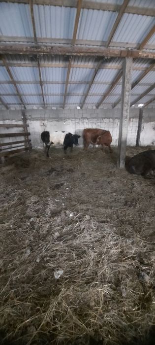 Продам с откорма! Кенжеколь