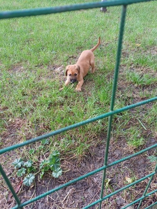 Donez doua cateluse!