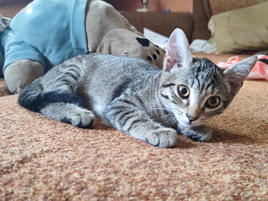 Отдам котят в добрые руки