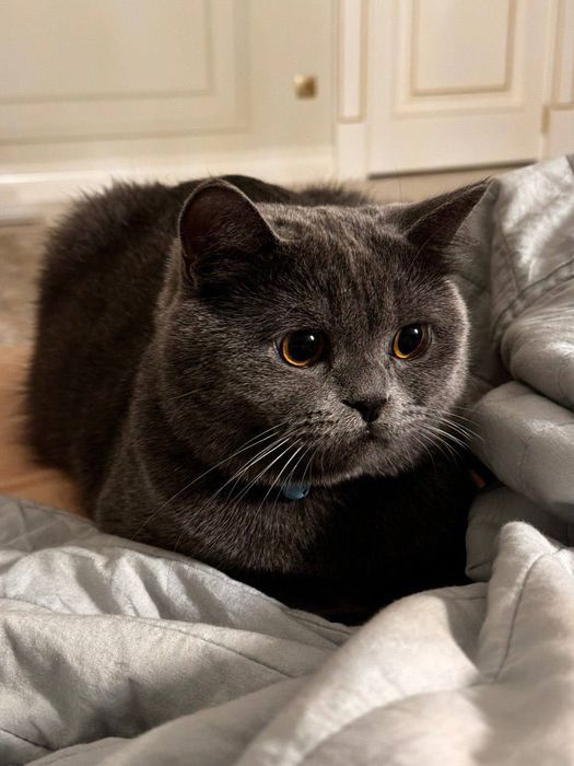 Британский скоттиш страйт для вязки