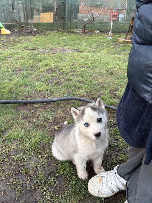 Husky siberian superb