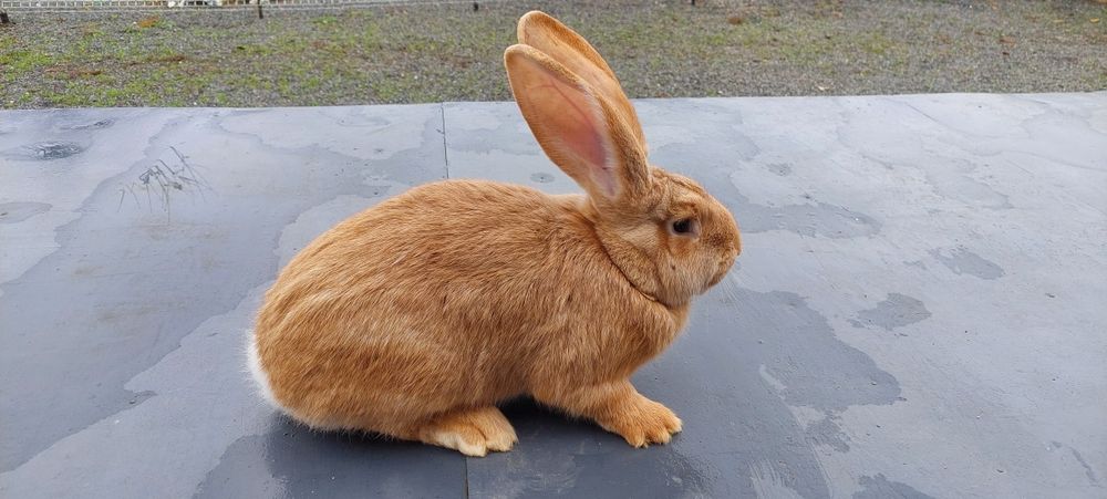 Mascul uriaș galben