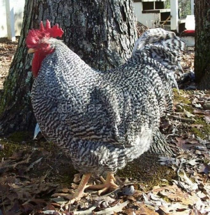 Цветной бройлер Испания в петропавловск