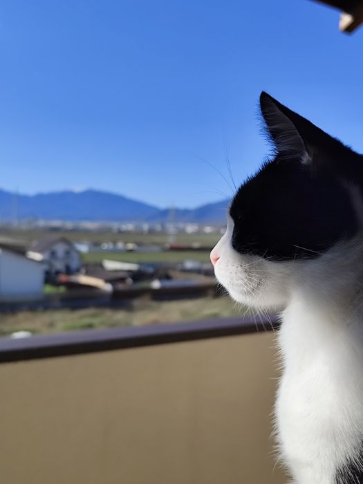 Adopție pereche pisici
