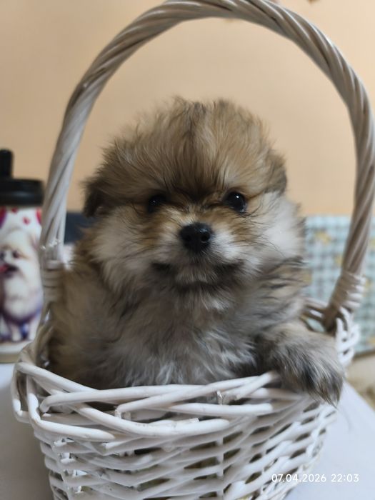 Продам щенков шпица