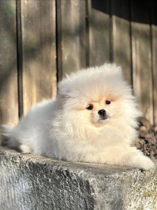 Pui pomeranian alb  din parinti campioni