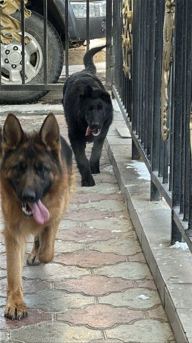 Немецкая овчарка