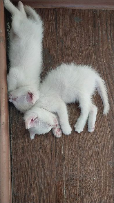 Бесплатные котята