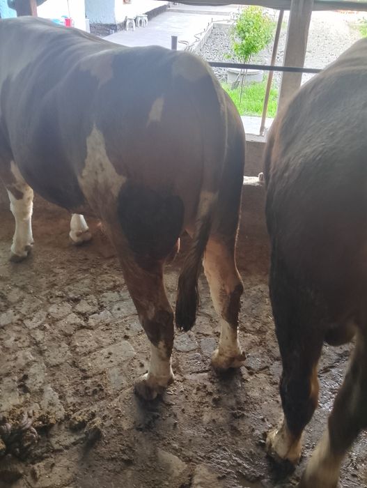 Парода моллар сотилади 45 дан