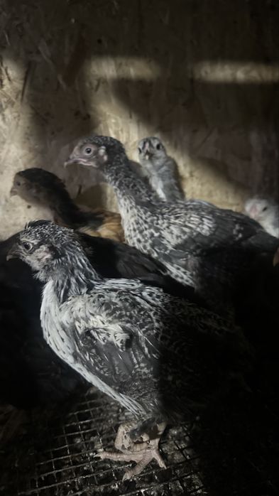 Цыплята месячные