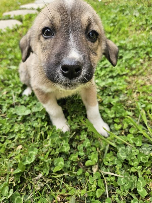 Подарявам кученца