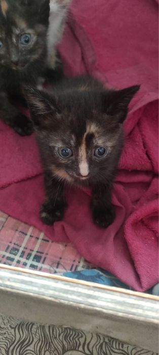 Отдам котят в добрые руки Бесплатно
