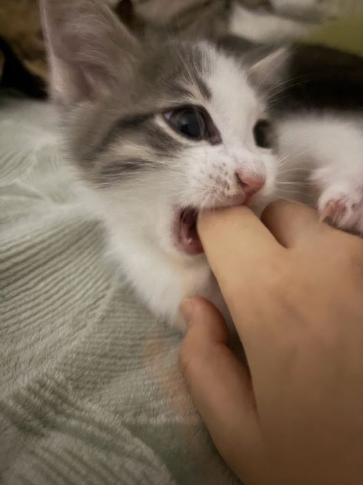 Котенок мальчик 2 месяца