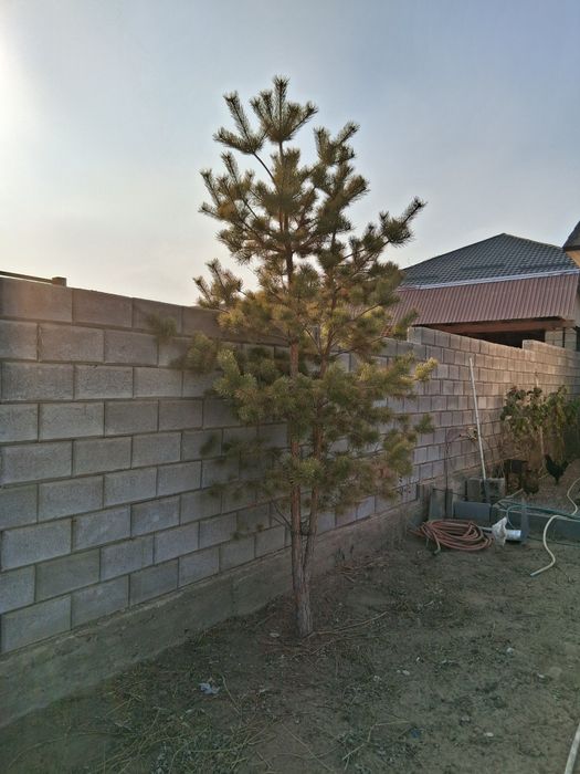 Продам сосну 3,5м