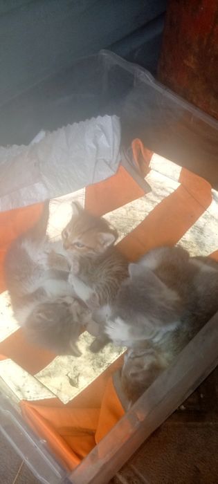Отдам котят бесплатно