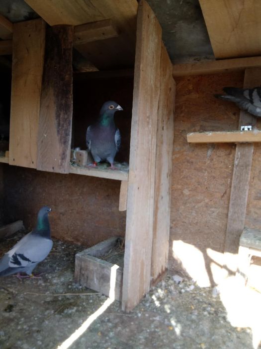 De vanzare porumbei sau schimb