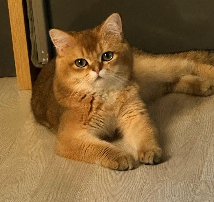 Кот золотая шиншилла