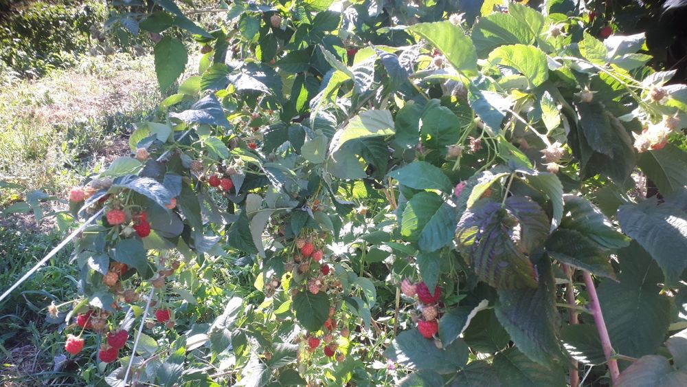 Саженцы малины бабье лето