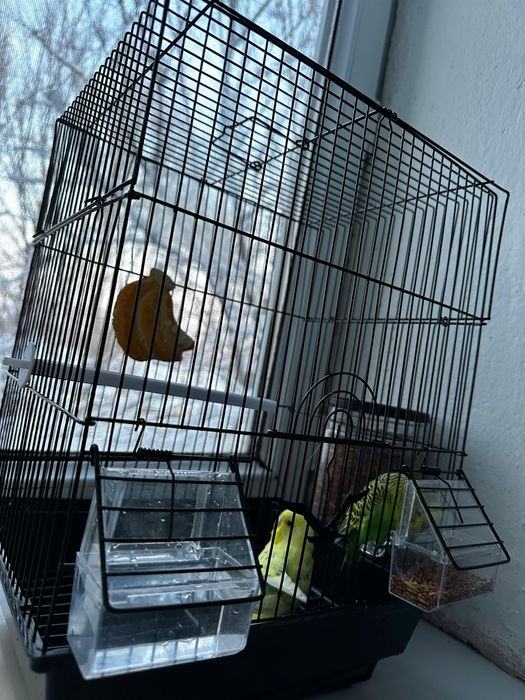 Продаеться попугаи