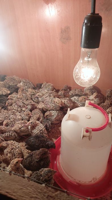 Бөдене балапандары сатылады