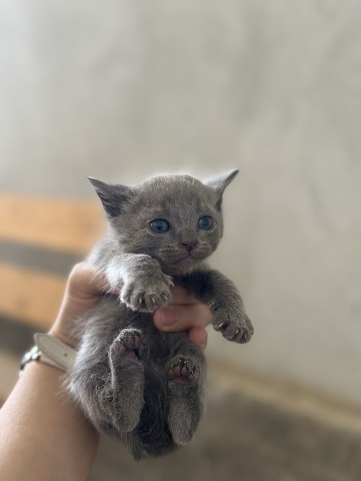 Котенок мальчик 2 месяца