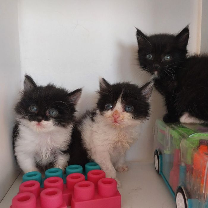 Котята смесь с британским