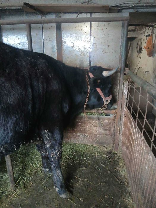 Продавам крави и юници преди отелване