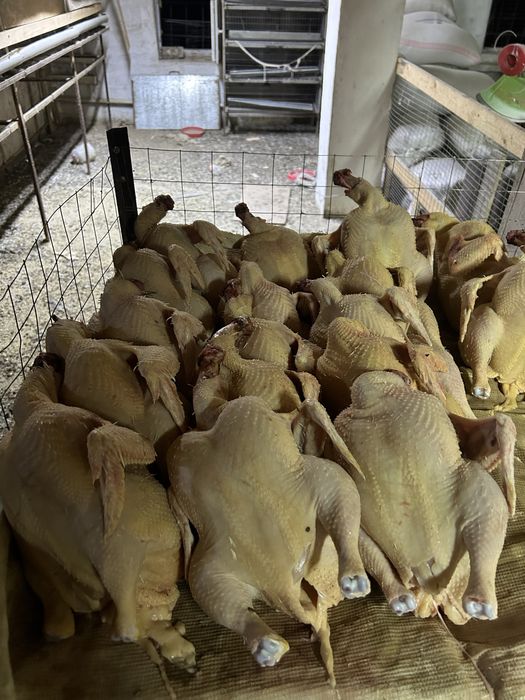 Бройлер цыплята куры