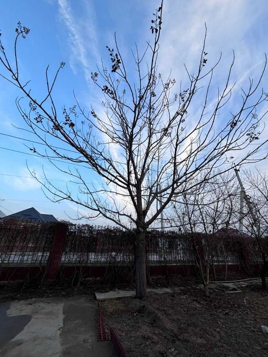 Семена павловнии (Paulownia elongata)