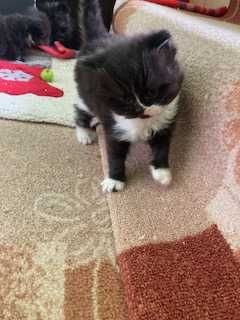 Персийски котета
