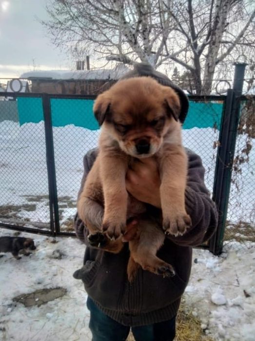 Отдам щенка в добрые руки